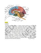 Neuromokslų temų kartojimas 18 puslapis