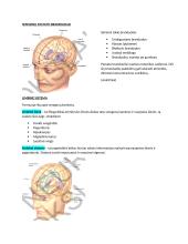 Neuromokslų temų kartojimas 20 puslapis