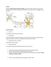 Neuromokslų temų kartojimas 3 puslapis