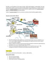 Neuromokslų temų kartojimas 4 puslapis