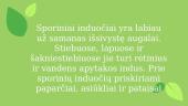 Sporiniai induočiai (skaidrės) 2 puslapis