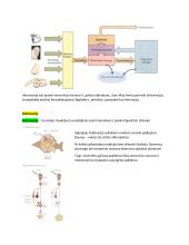 Neuromokslų kartojimas 12 puslapis