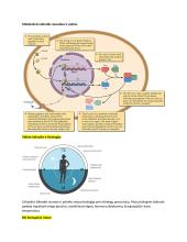 Neuromokslų kartojimas 7 puslapis