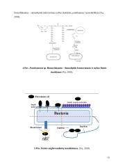 Bakterijų įtaka biodegradacijos procesams 12 puslapis