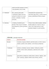 Literatūrinio rašinio kūrimas 2 puslapis