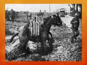 Michael Morpurgo „Karo žirgas“ 16 puslapis