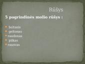 Molis (skaidrės) 2 puslapis