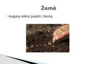 Sėklų dygimo sąlygos 2 puslapis