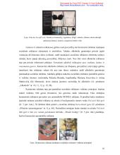 Lietuviškos socialinės reklamos pragmatika ir stilistika  17 puslapis