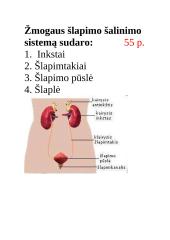 Konspektas "Inkstai" 3 puslapis