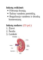 Konspektas "Inkstai" 4 puslapis