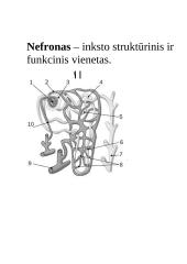 Konspektas "Inkstai" 5 puslapis