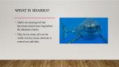 The presentation about the sharks 3 puslapis