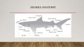 The presentation about the sharks 4 puslapis