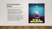 The presentation about the sharks 5 puslapis
