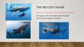 The presentation about the sharks 6 puslapis