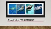 The presentation about the sharks 7 puslapis