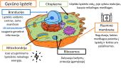 Gyvūnų ląstelės sandara 8 puslapis