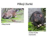 Invazinės ir introdukuotos rūšys Lietuvoje 11 puslapis