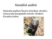 Invazinės ir introdukuotos rūšys Lietuvoje 12 puslapis