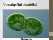 Pirmuonys – vienaląsčiai protistai 12 puslapis