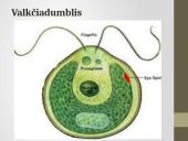 Pirmuonys – vienaląsčiai protistai 13 puslapis