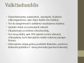 Pirmuonys – vienaląsčiai protistai 14 puslapis