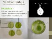 Pirmuonys – vienaląsčiai protistai 15 puslapis