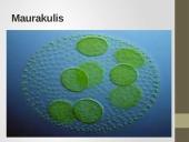 Pirmuonys – vienaląsčiai protistai 17 puslapis