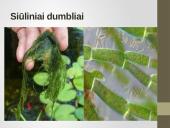 Pirmuonys – vienaląsčiai protistai 18 puslapis