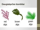 Pirmuonys – vienaląsčiai protistai 19 puslapis