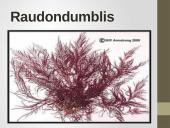 Pirmuonys – vienaląsčiai protistai 20 puslapis