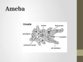 Pirmuonys – vienaląsčiai protistai 4 puslapis
