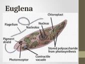 Pirmuonys – vienaląsčiai protistai 5 puslapis