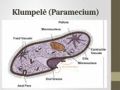 Pirmuonys – vienaląsčiai protistai 6 puslapis