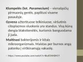 Pirmuonys – vienaląsčiai protistai 7 puslapis