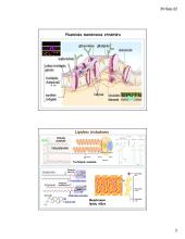 Ląstelių plazminė membrana ir medžiagų transportas 2 puslapis