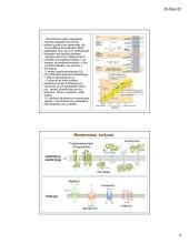 Ląstelių plazminė membrana ir medžiagų transportas 4 puslapis
