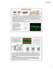 Ląstelių plazminė membrana ir medžiagų transportas 7 puslapis