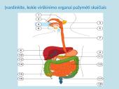 Apie fermentus ir virškinimą 7 puslapis