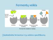 Apie fermentus ir virškinimą 8 puslapis