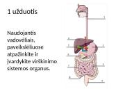 Virškinimas žmogaus organizme (skaidrės) 15 puslapis