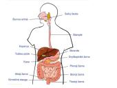 Virškinimas žmogaus organizme (skaidrės) 16 puslapis