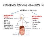Virškinimas žmogaus organizme (skaidrės) 17 puslapis