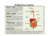 Virškinimas žmogaus organizme (skaidrės) 20 puslapis