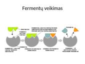Virškinimas žmogaus organizme (skaidrės) 10 puslapis