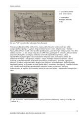 Kreidos periodas 12 puslapis