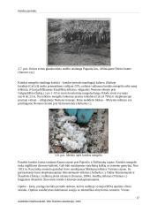 Kreidos periodas 16 puslapis