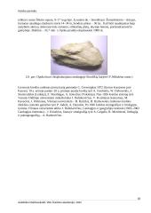 Kreidos periodas 17 puslapis