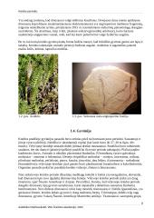 Kreidos periodas 7 puslapis